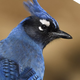 iap1009's avatar